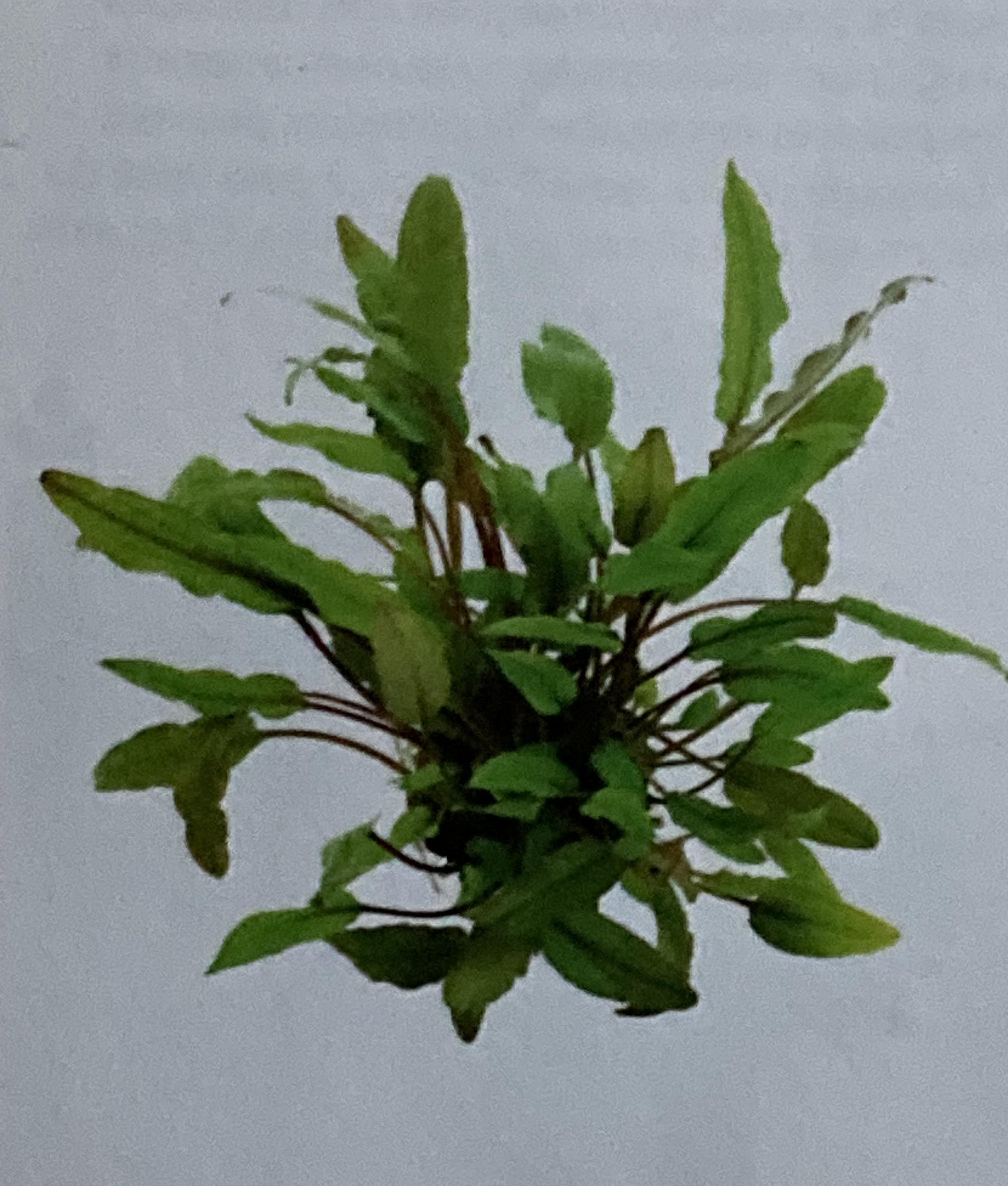 Type racinaire : racines drageonnantes Genre : Cryptocoryne Espèce : beckettii Famille : aracées Origine : Sri Lanka emplacement/taille : premier plan, 10 à 20 cm Eclairage : moyen Température : 22°c à 28°c Croissance : moyenne PH : 6-8 GH : 10-20 CO2 : 10 à 20 mg/litre Multiplication : stolons cryptocoryne beckettii